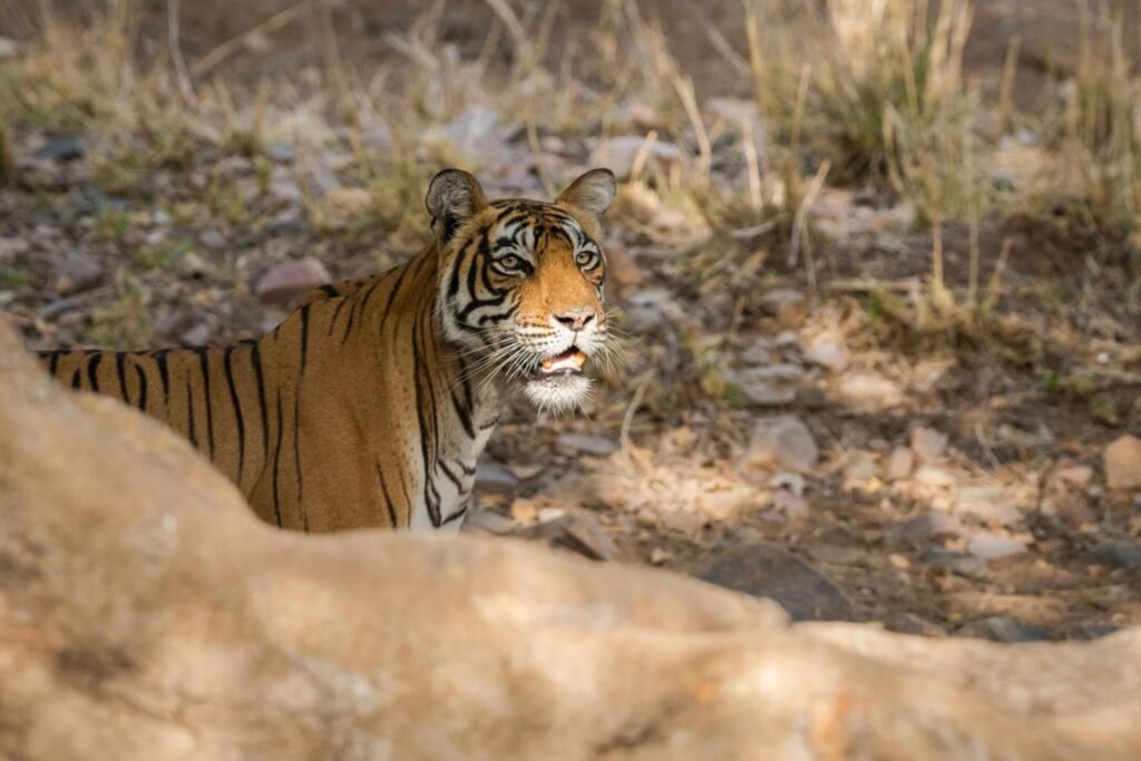 Ranthambore safari